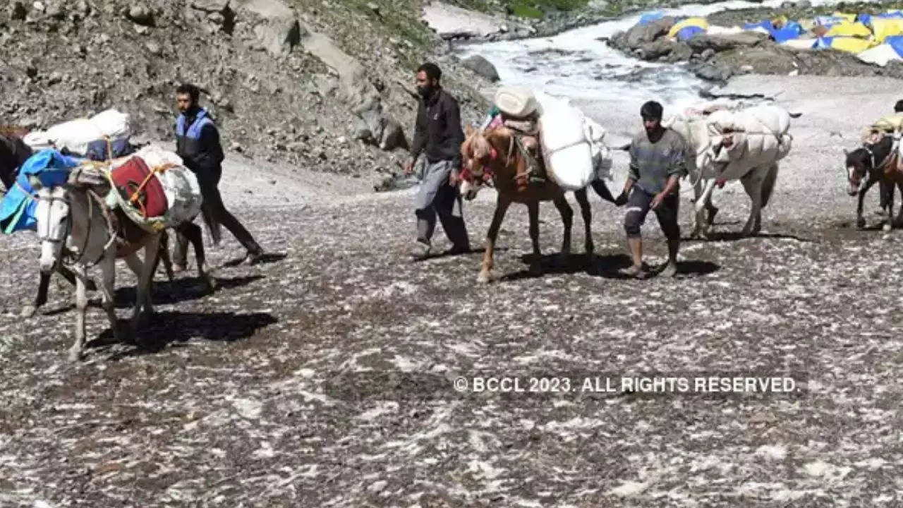 Cruelty to animal, mule fed cigarettes, cruelty to mule, Kedarnath Yatra