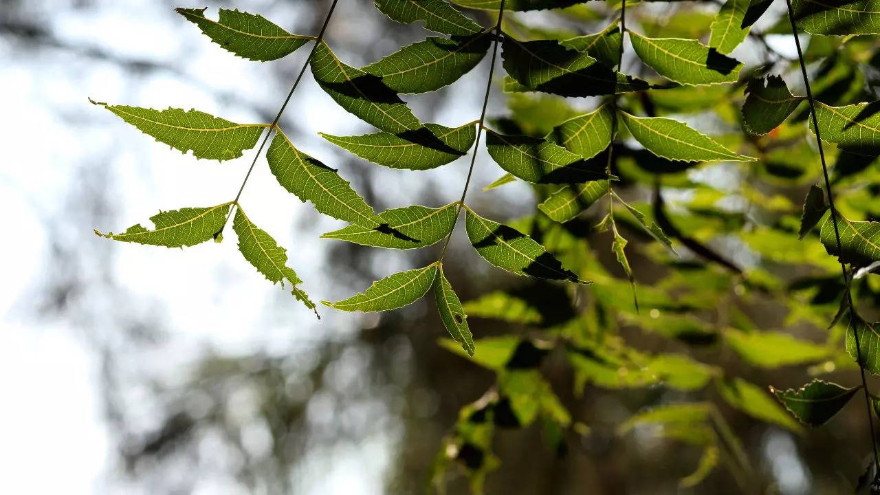 Neem benefits, Health Benefits, Health Care