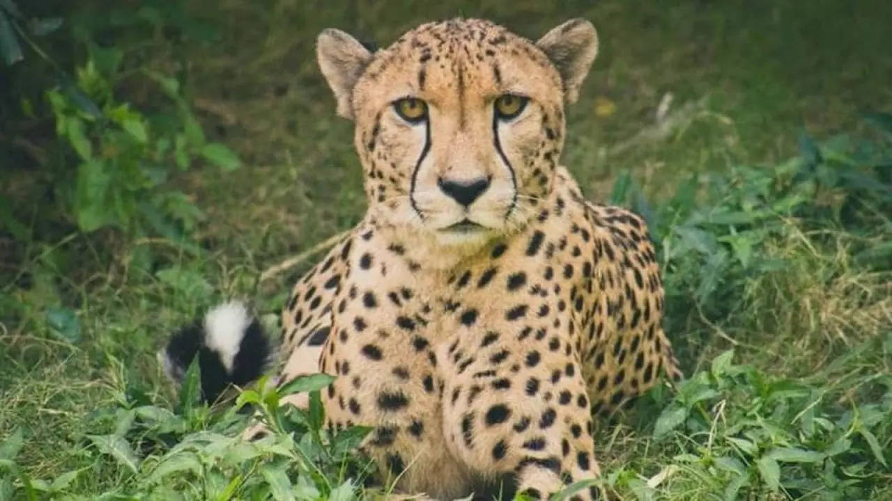 Cheetah,Kuno National Park