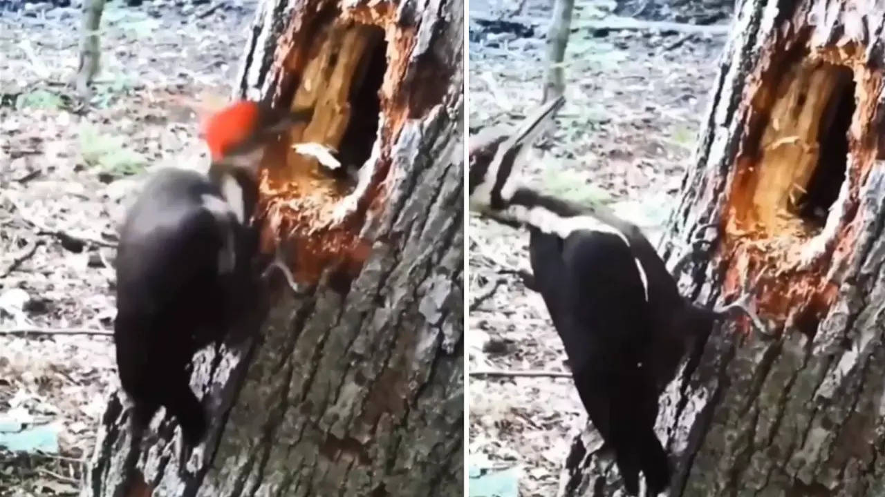 woodpecker video