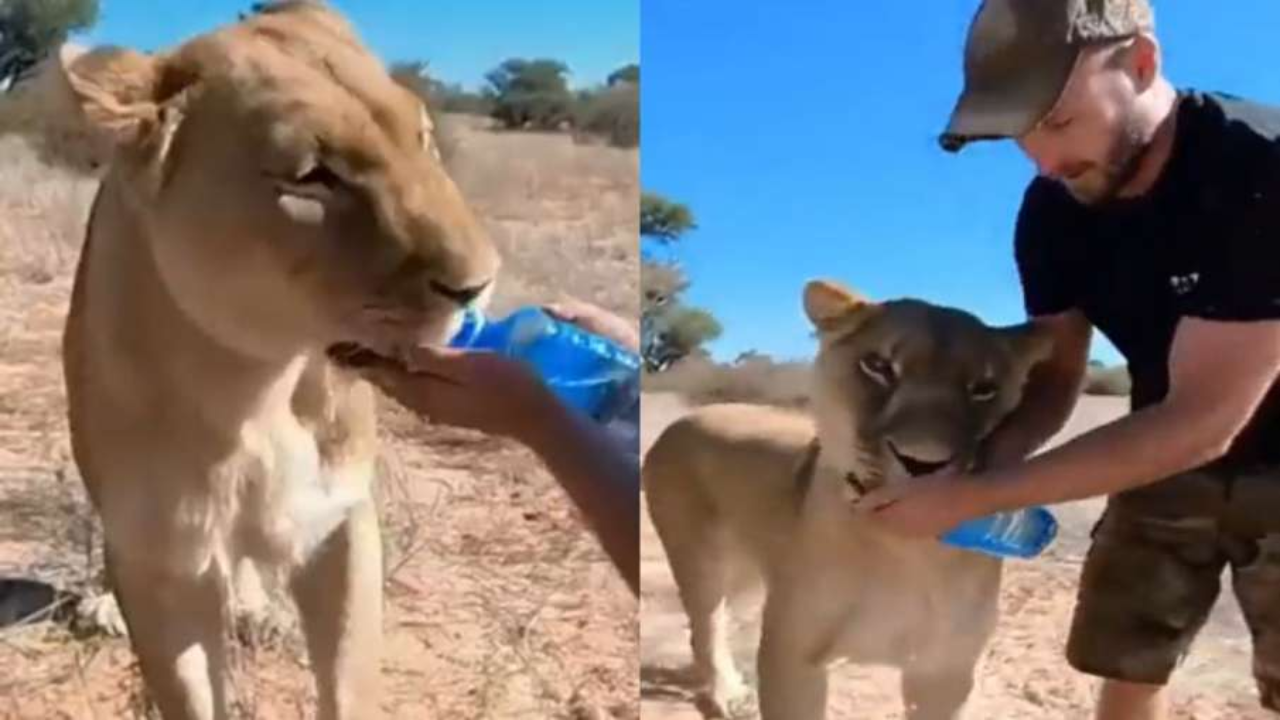 ​Lion Video Viral, Lion Viral Video, Animals Viral Video