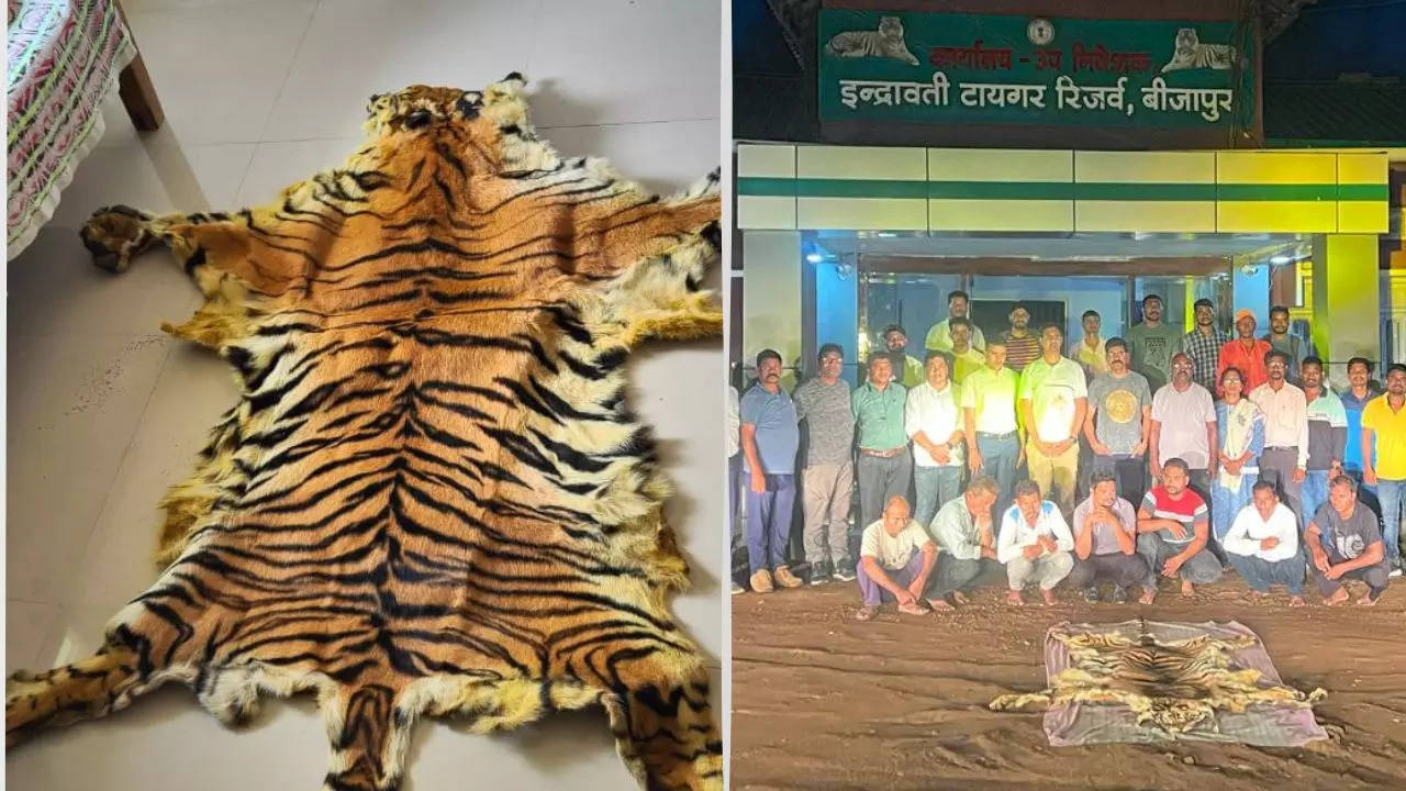 tiger skin, tiger skin smuggling, bijapur news