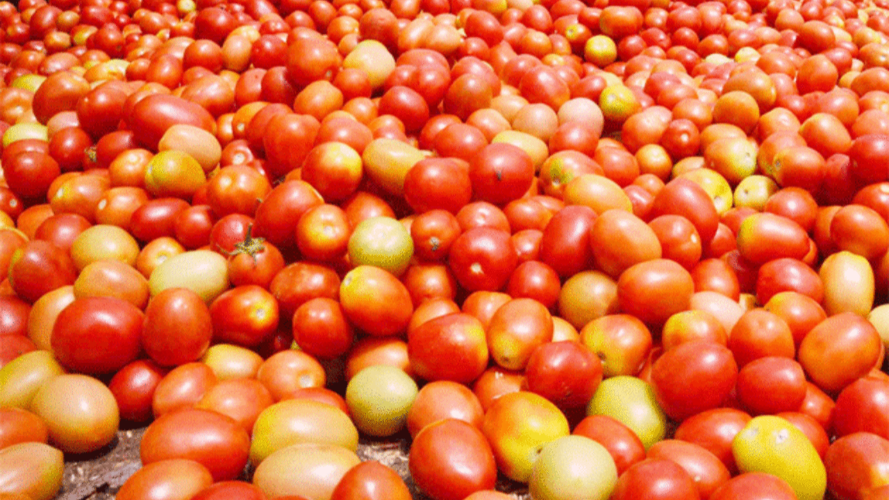 Tomato prices