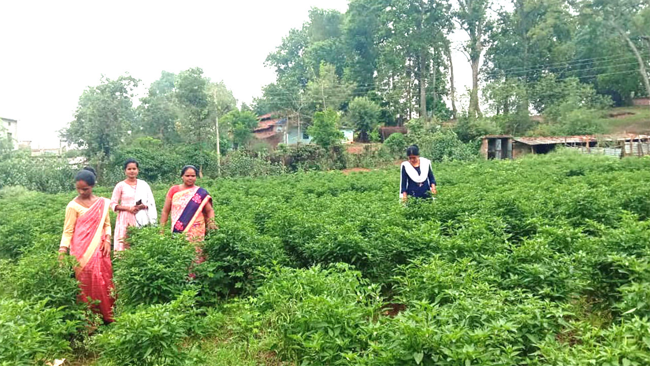 Chilli Cultivation in Chhattisgarh