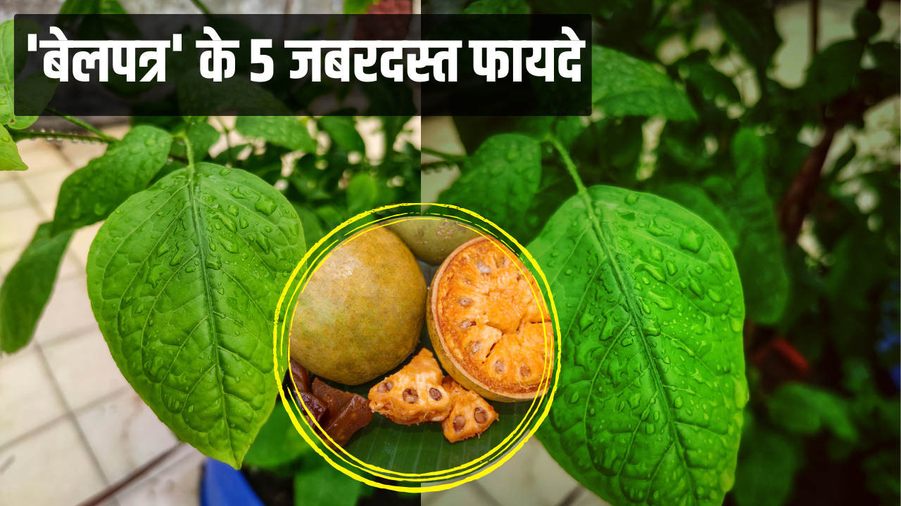 Health Benefits, Beal Leaf Benefits, Health Tips