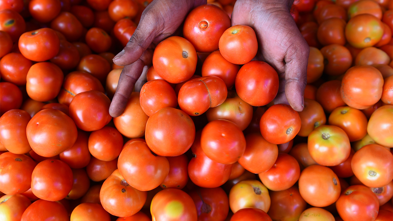 tomato viral video