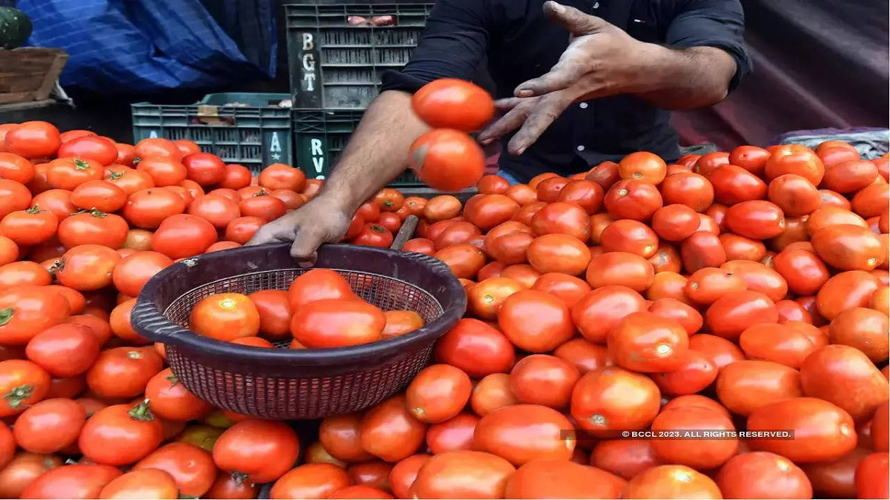 tomato farmer