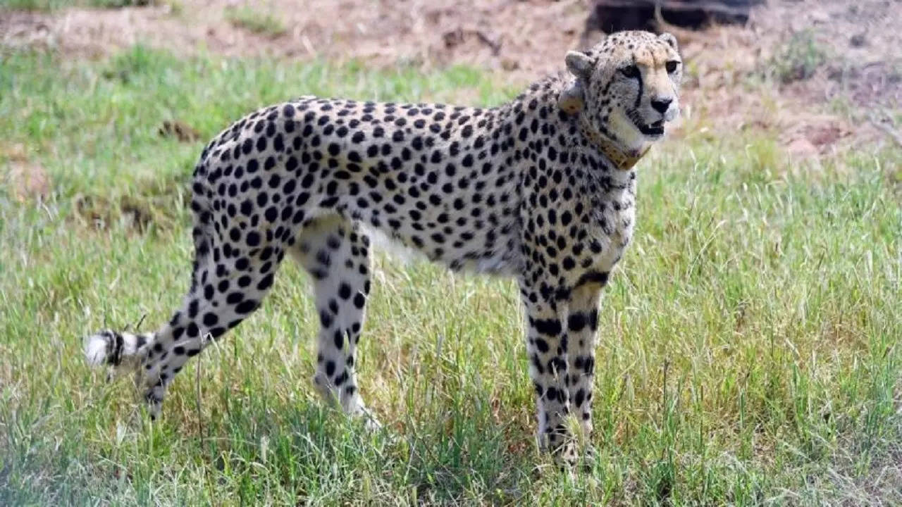 kunno cheetah death