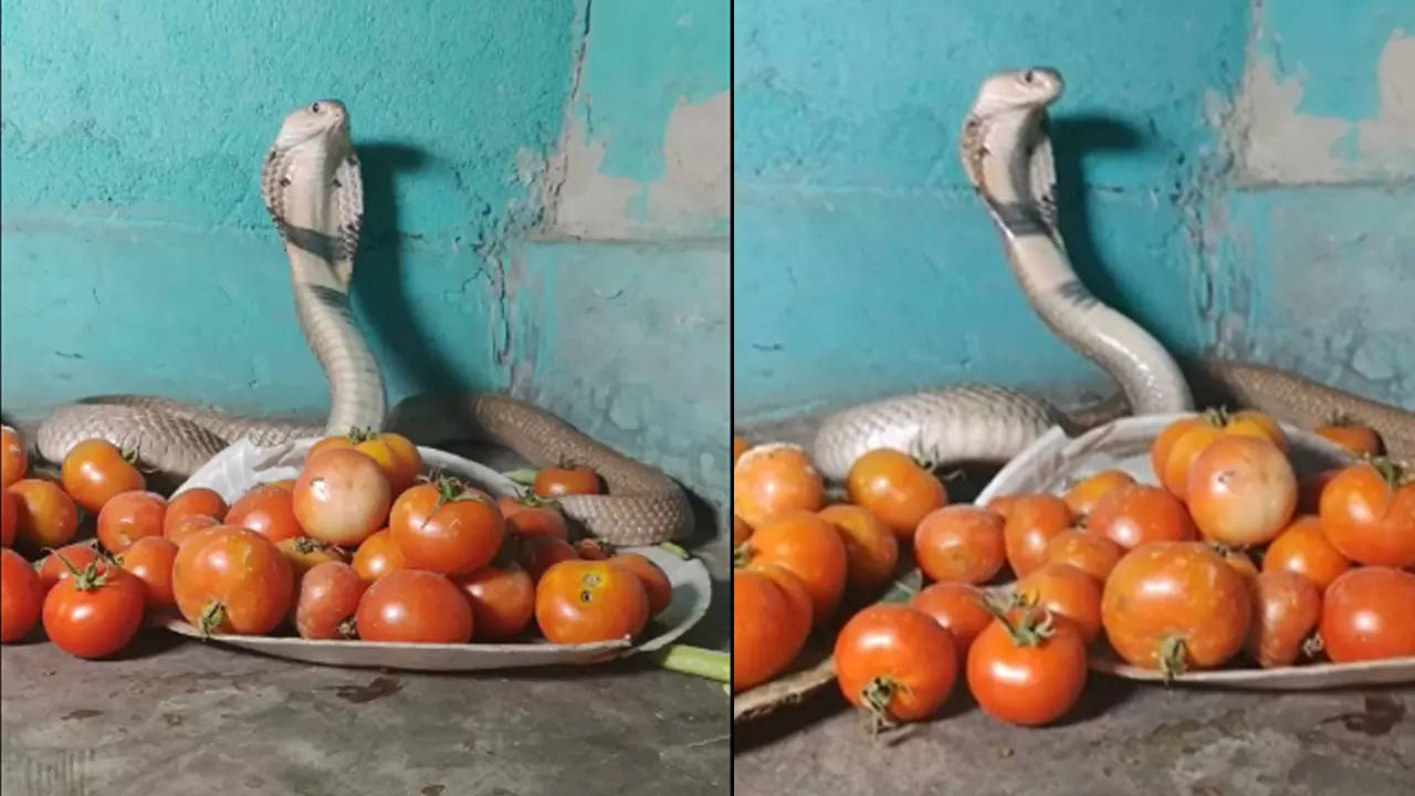 tomato snake video