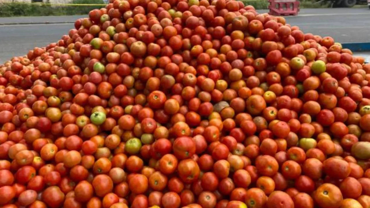 Tomato Price Falls