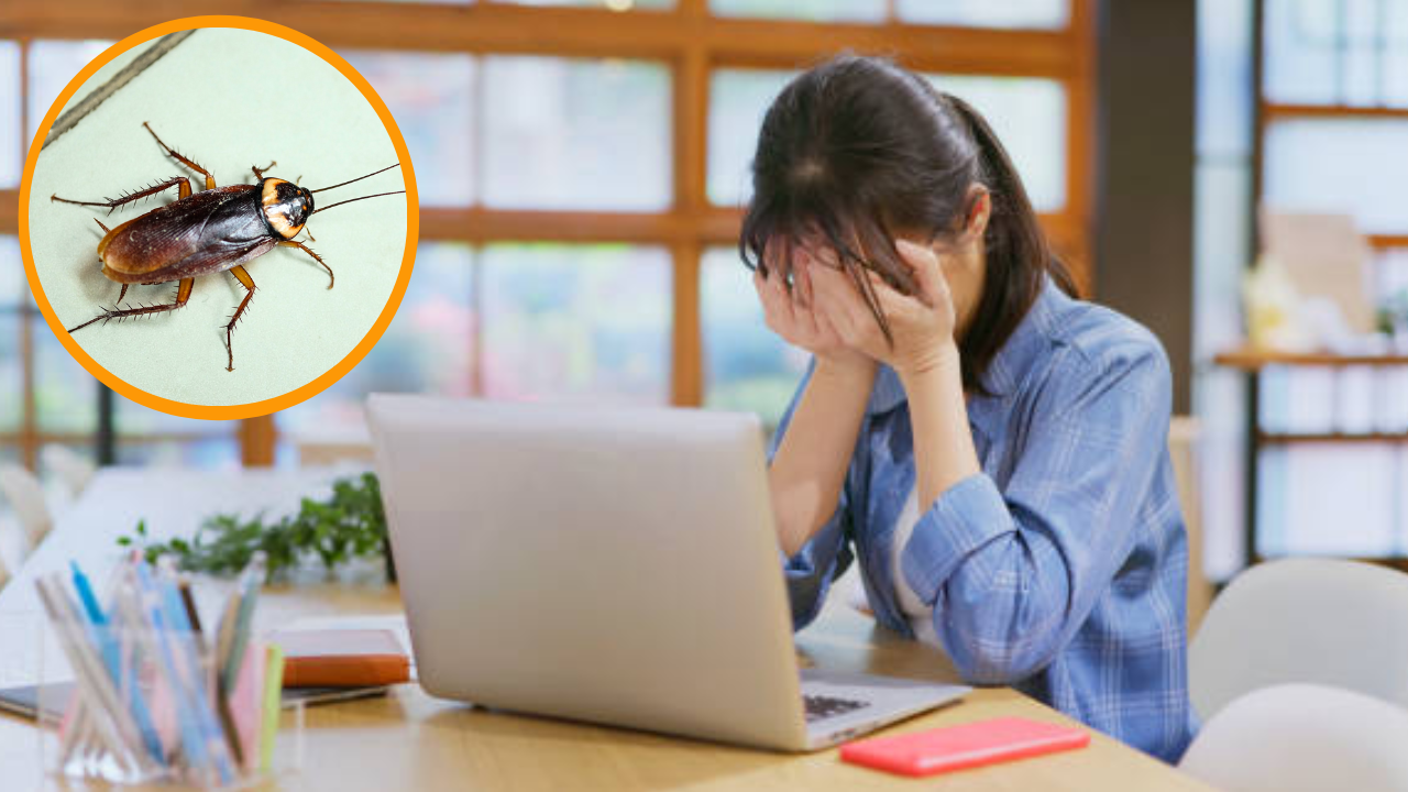 ​Ajab Gajab, Chinese woman quit job due to cockroaches, Viral News