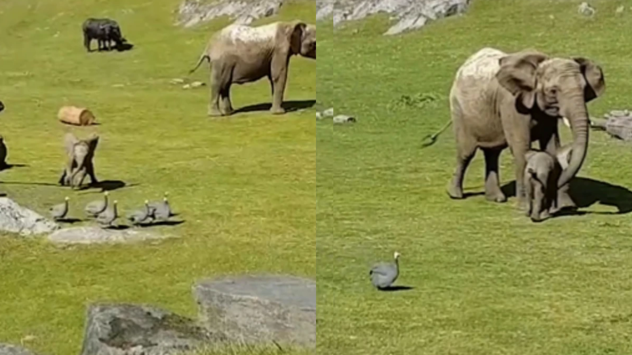 ​Viral Video, Elephant Viral Video, Elephant Viral News