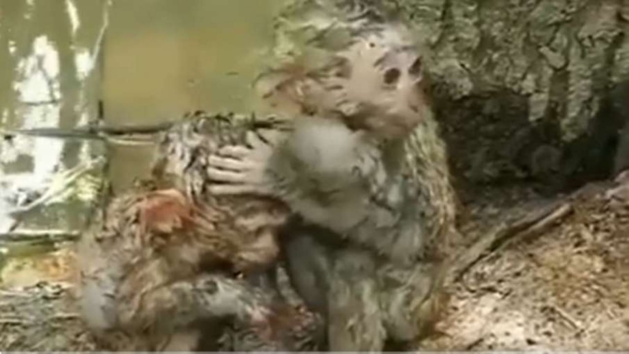 ​Viral Video, Monkey Viral Video, Monkeys Video Viral