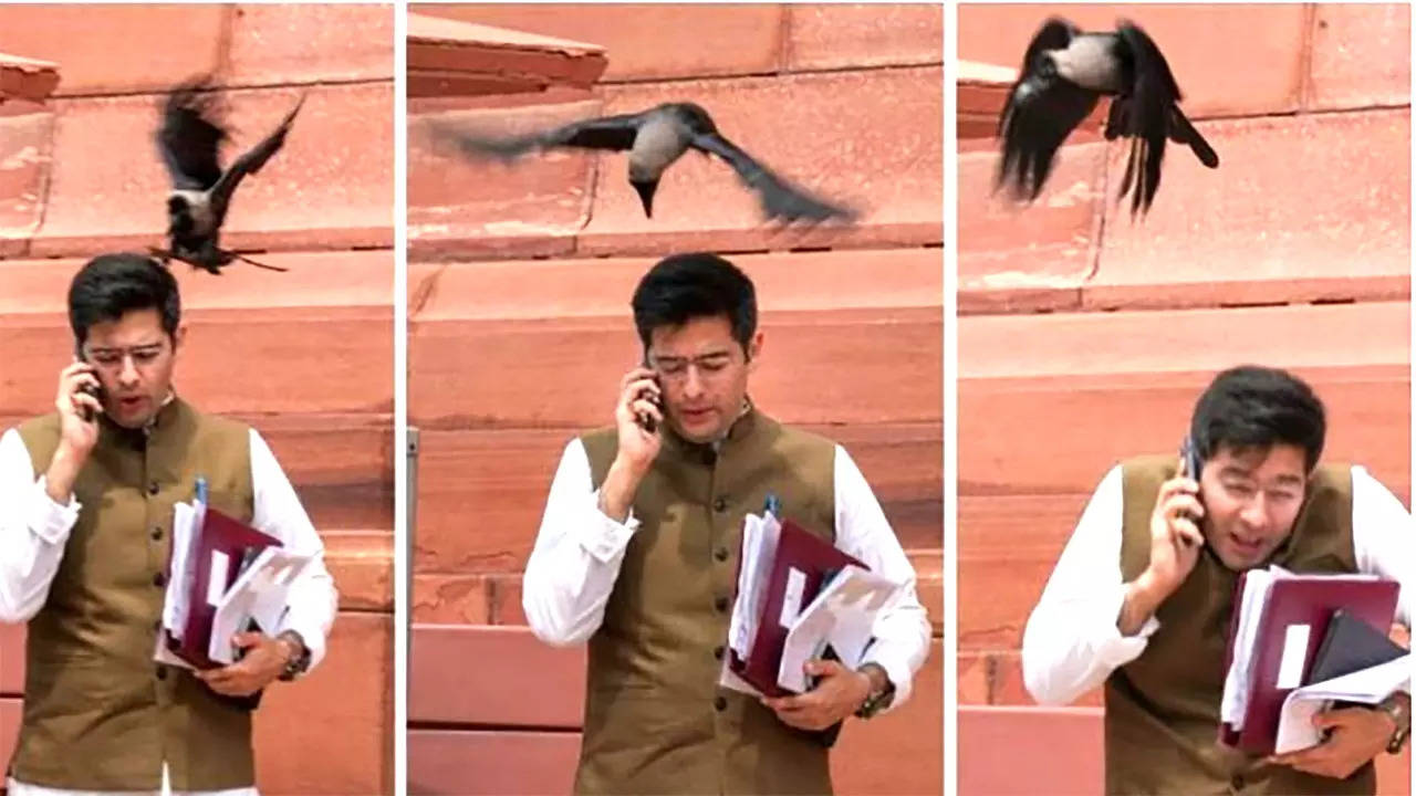 Raghav Chadha Attack by Crow