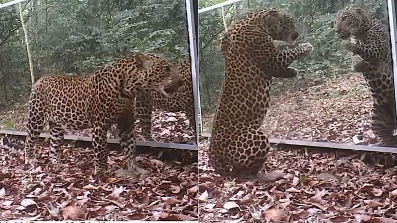 Jaguar Viral Video