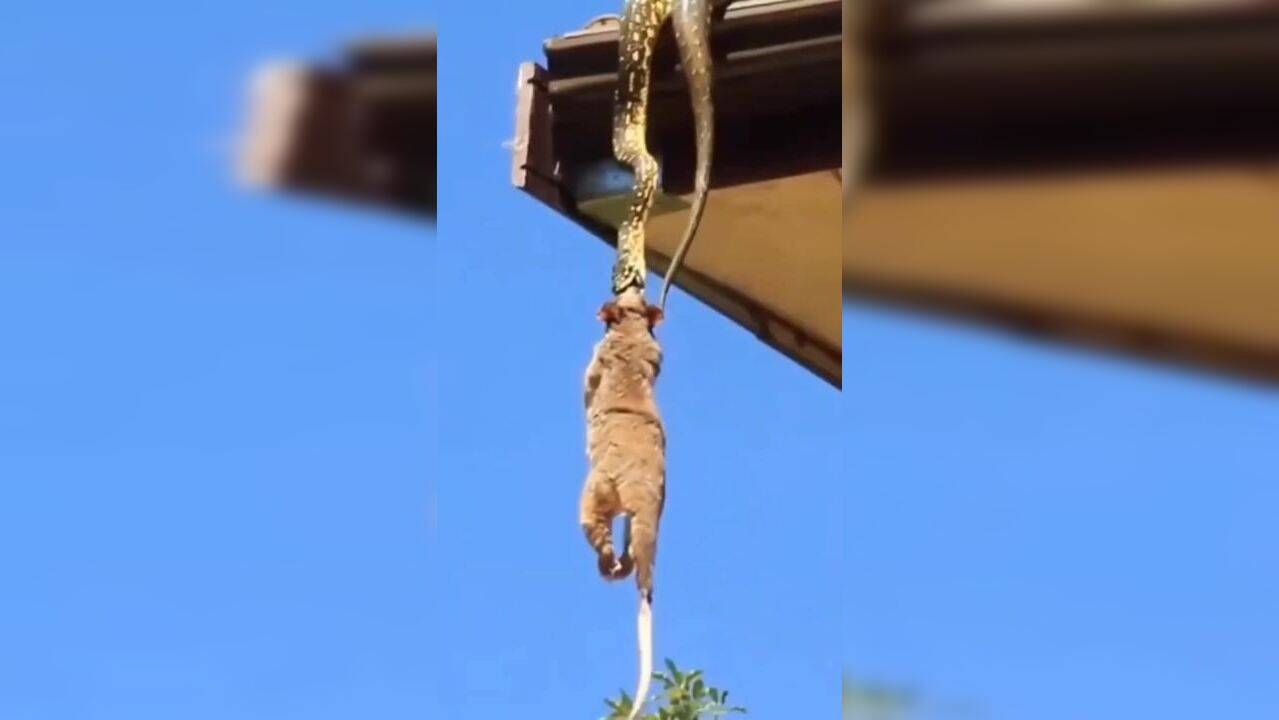 snake viral video big snake eating cat video goes viral must see