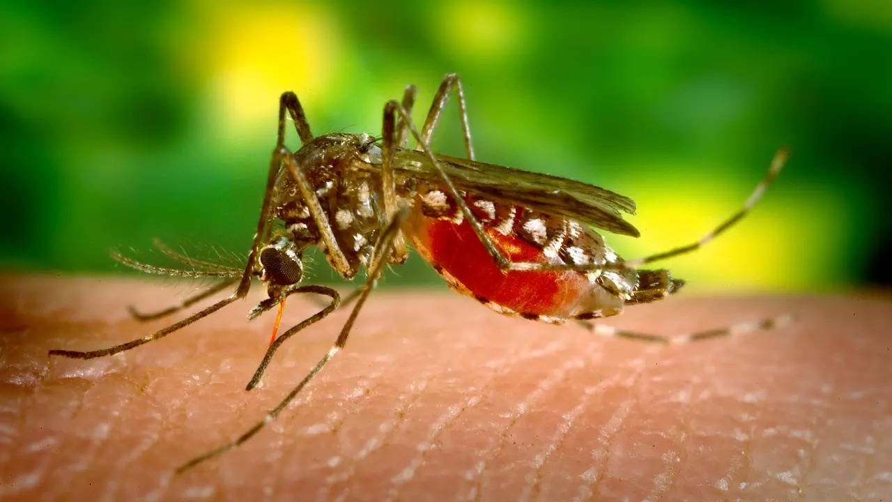 Dengue Causes, Dengue Symptoms