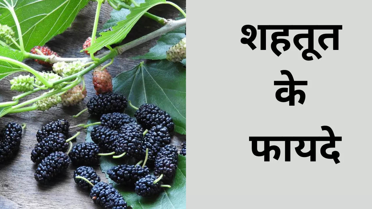 Benefits of Mulberries, Mulberries, Sahtoot