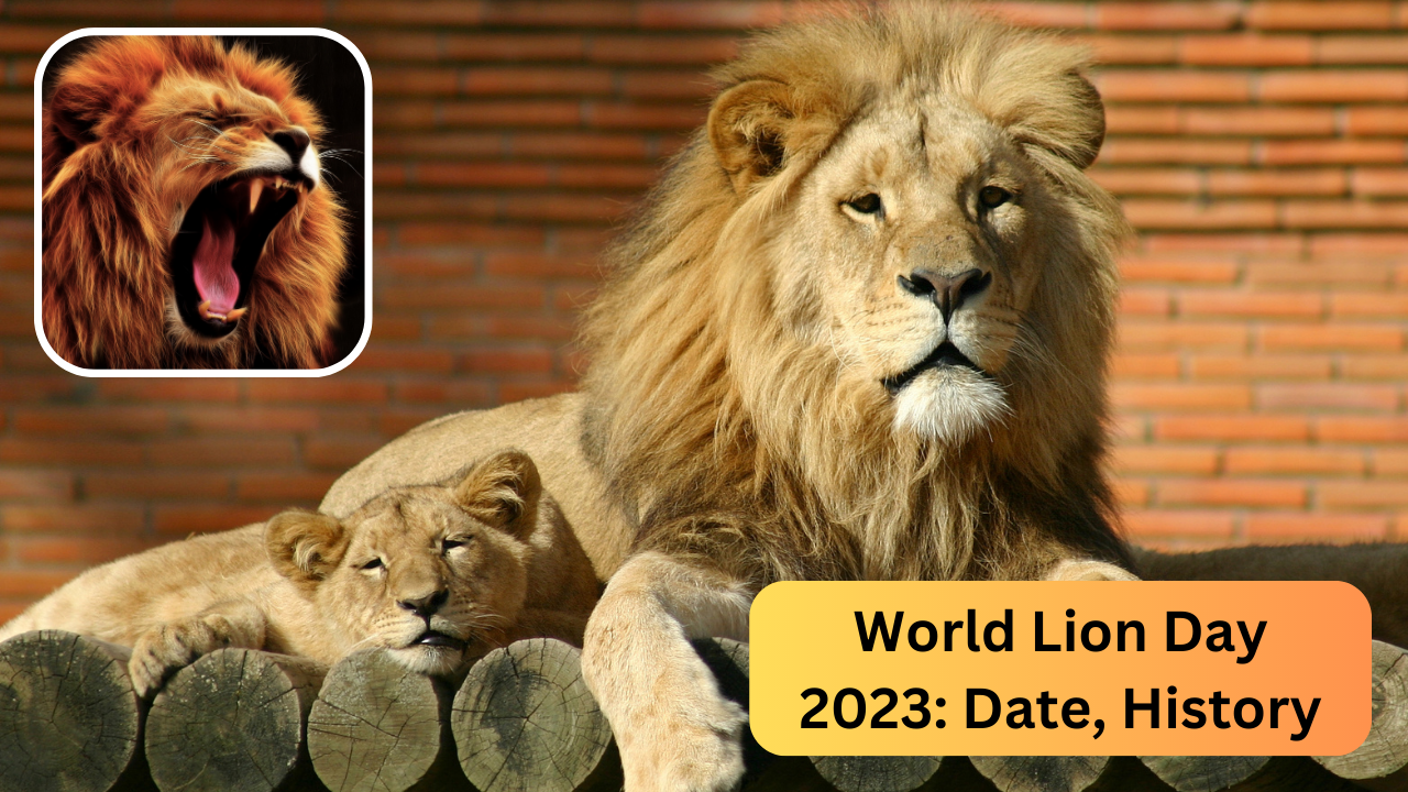 World lion day 2023 when is lion day celebrated date history importance