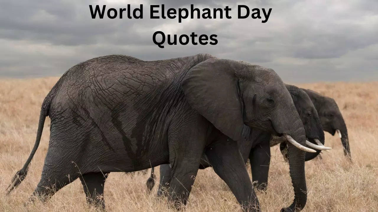 World Elephant Day 2023 Quotes, World Elephant Day 2023, World Elephant Day