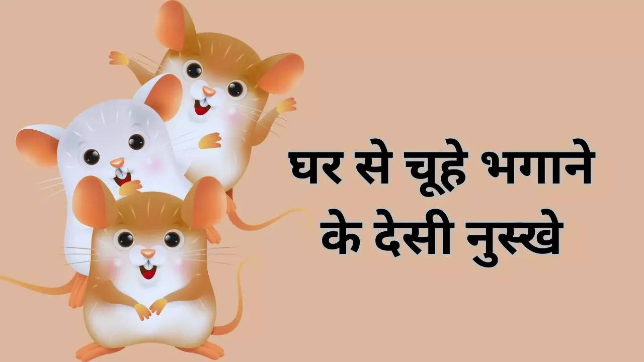 How to get rid of rats, chuhe kaise bhayein