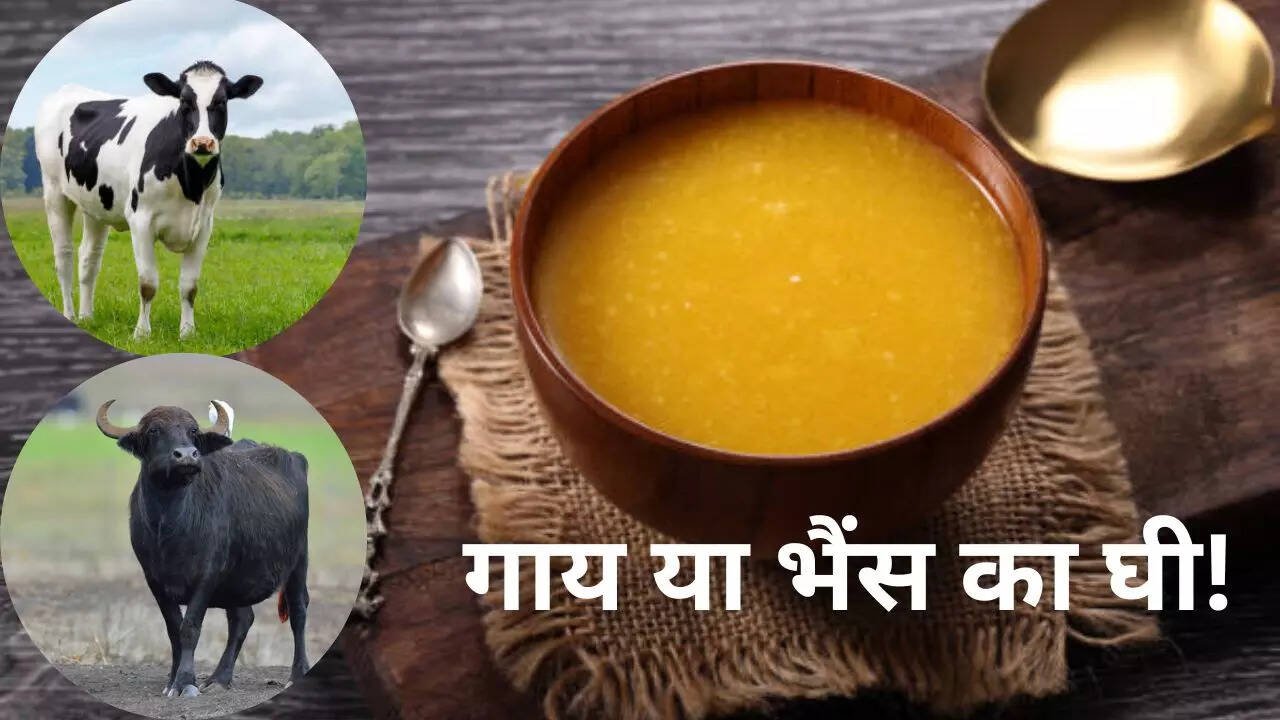 know which ghee is best for health cow ghee vs buffalo ghee and which
