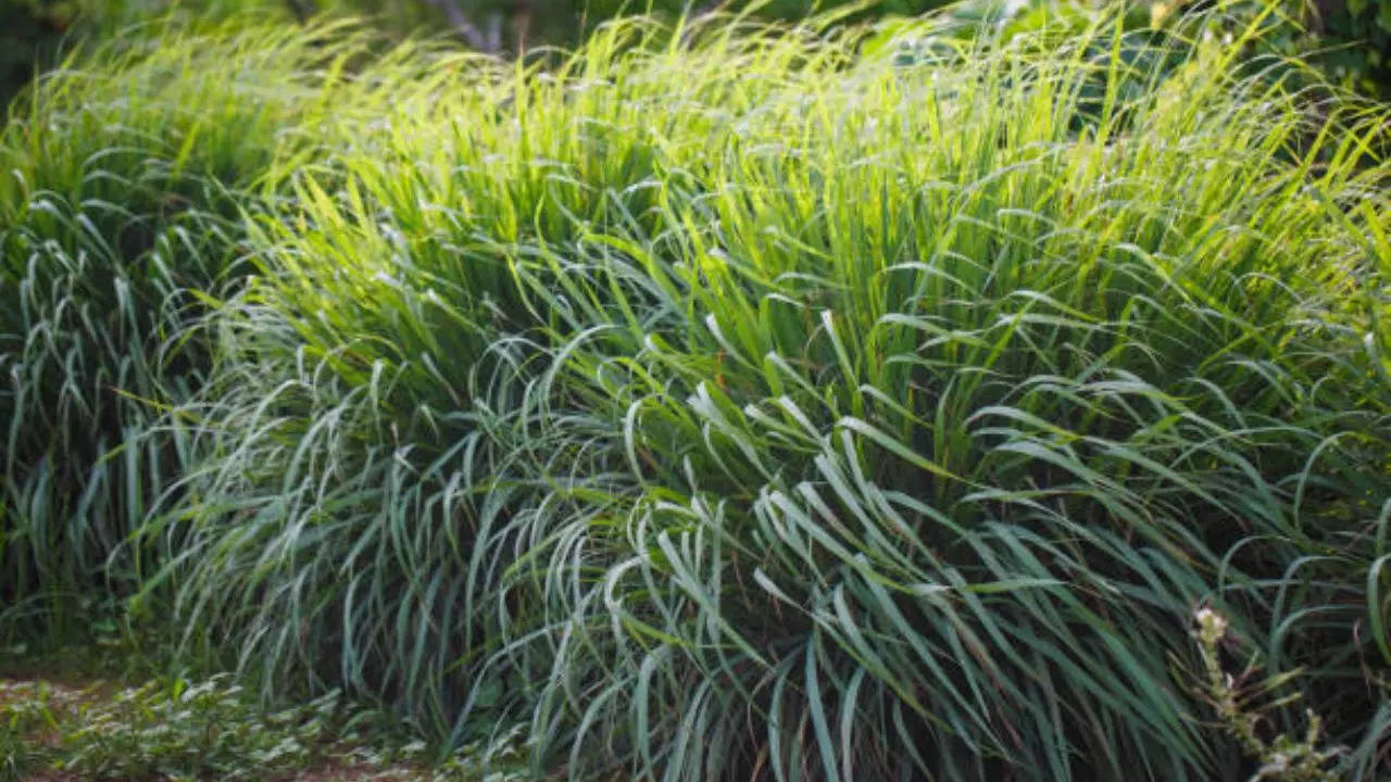 lemon grass farming