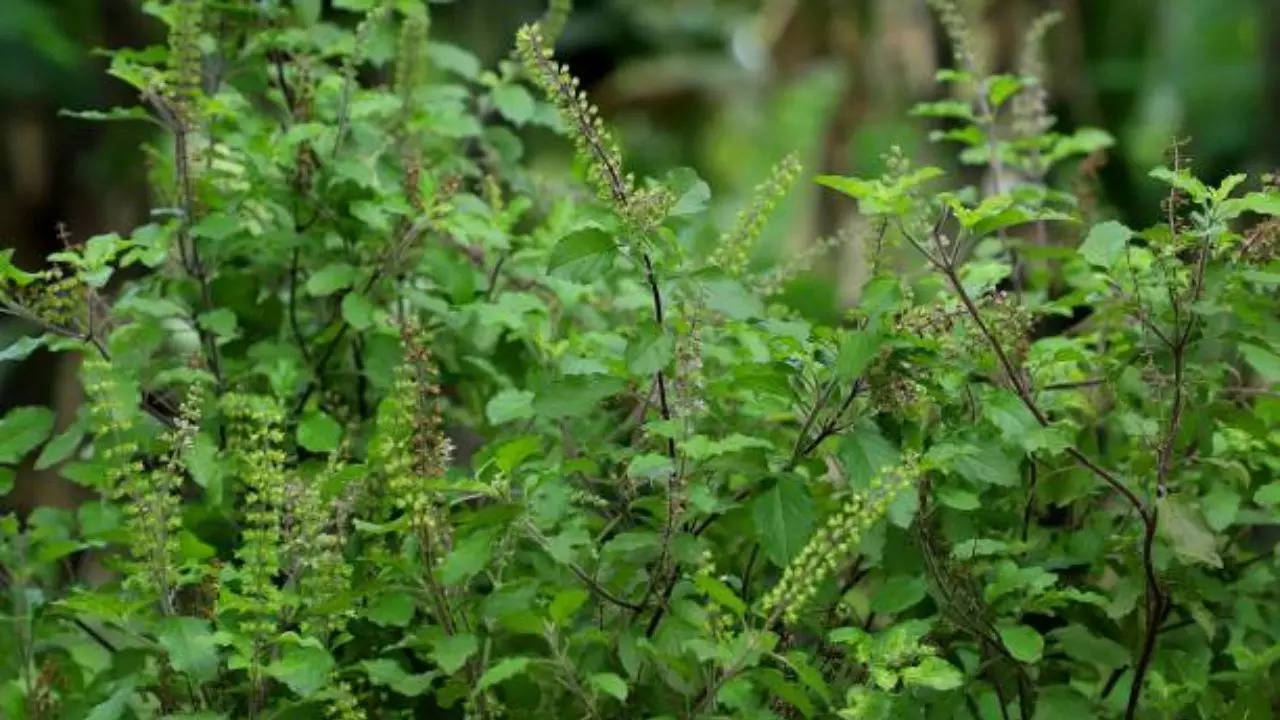 tulsi plant