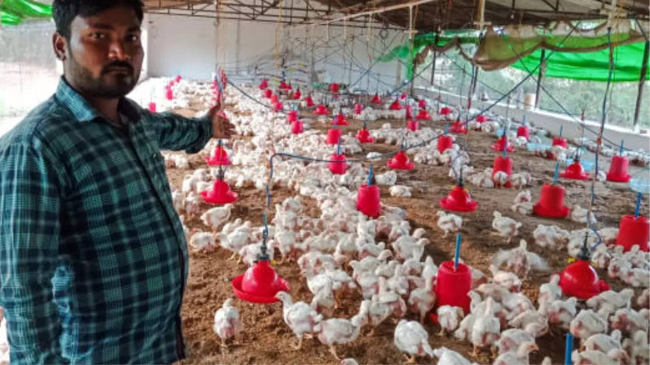 Poultry Farming Business Idea