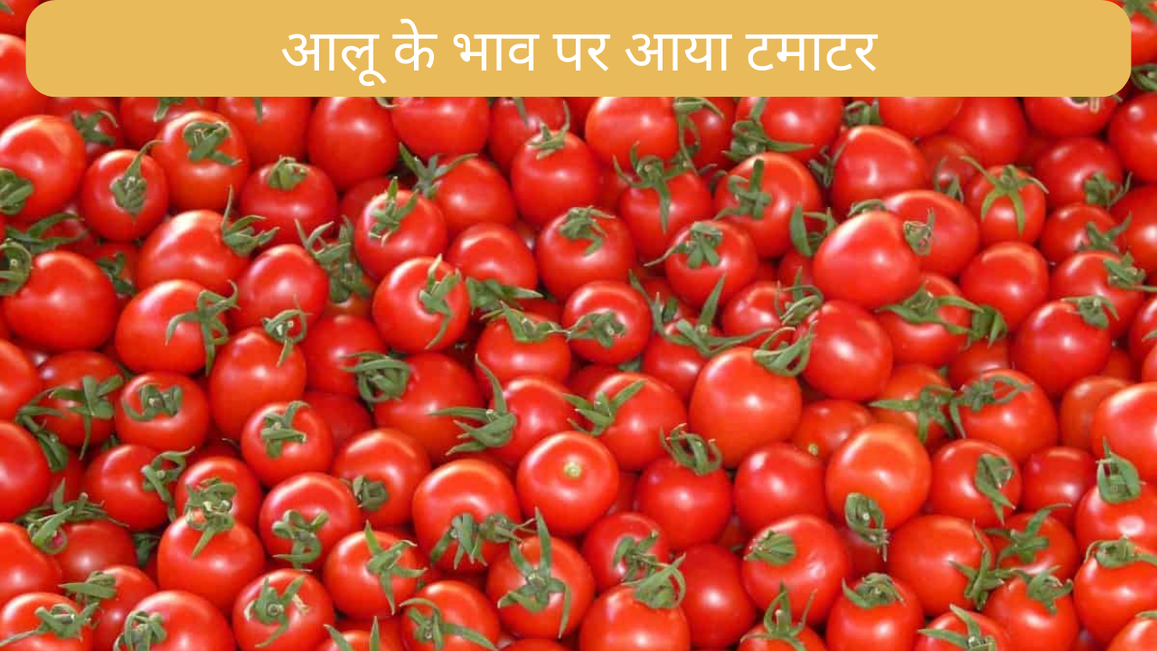 TOMATO PRICE SLASHES