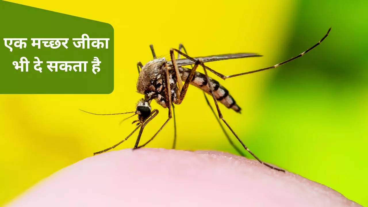 zika virus in hindi, what is zika virus, zika virus info