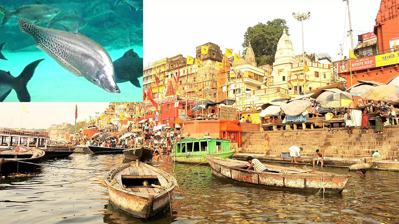 River Ranching of State Fish Chitala in Varanasi Ganga River