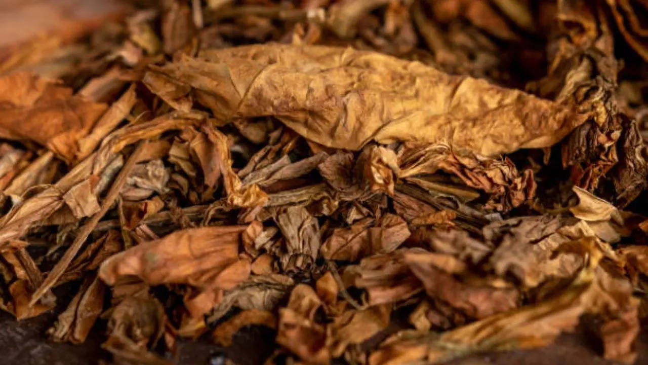 Tobacco leaf benefits