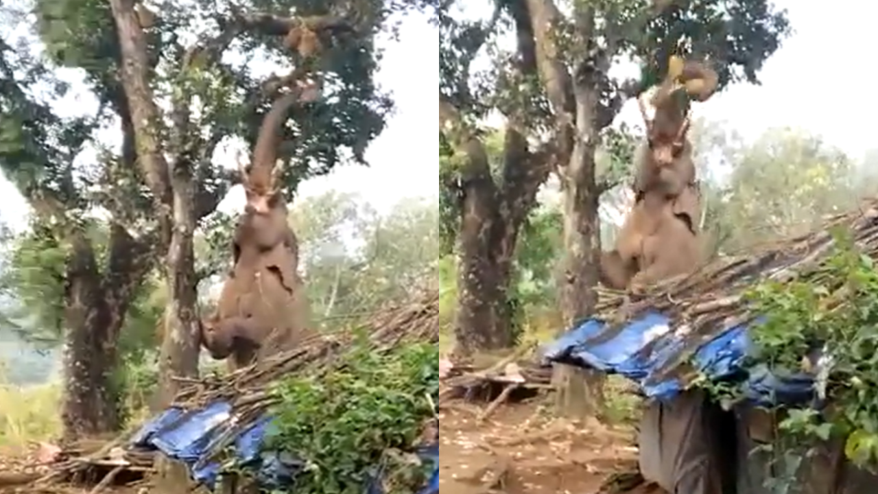 Elephant Viral Video