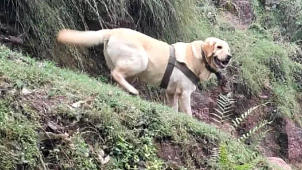 Indian Army Dog Kent Laid Down