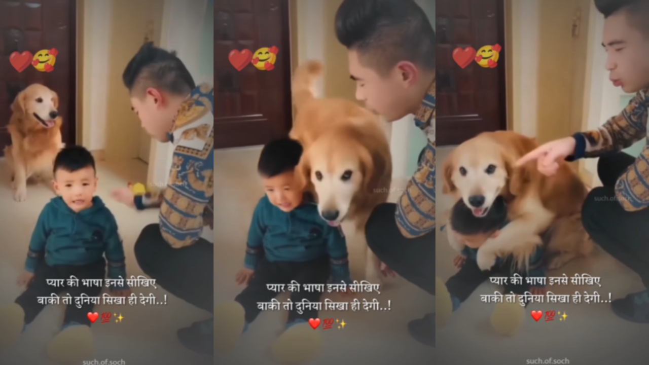 Dog Love Video