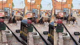 Bull Fight Video दो सांडों के बीच छिड़ गई जंग फिर जो हुआ उसे देखकर आप अपनी हंसी को नहीं रोक पाएंगे