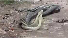 Snake Romance Video बारिश की फुहार बंद होते ही रोमांटिक हुआ सांपों का जोड़ा कैमरे में कैद हुईं अदाएं