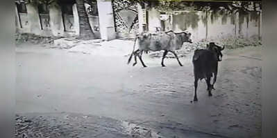 Shocking Video बारिश के चलते बिजली के खंभे मे उतरा करंट दर्दनाक तरीके से हुई गाय की मौत