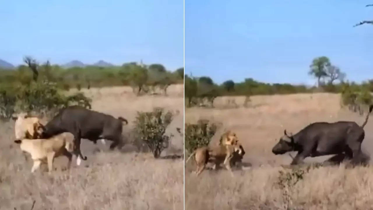 ​Wild Animal Fight Video