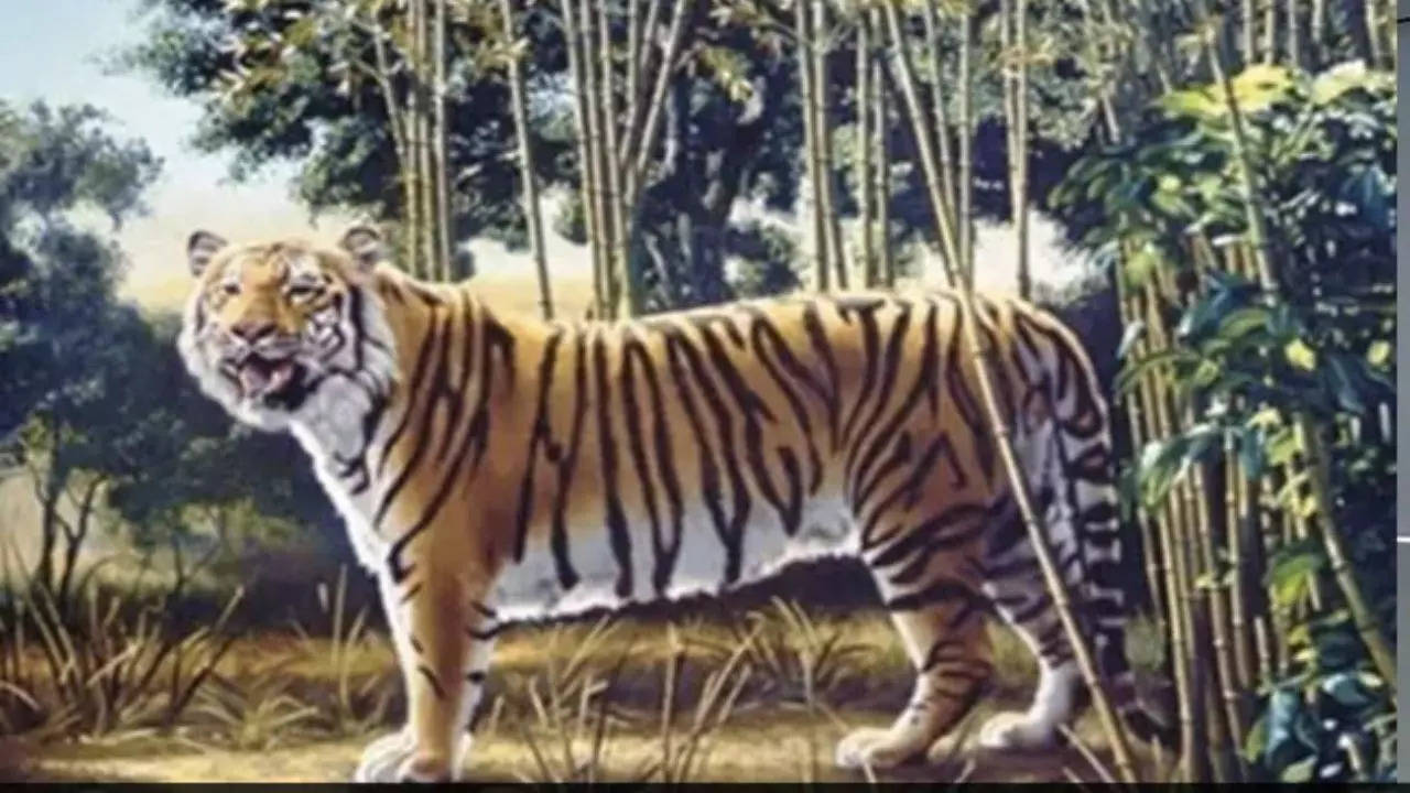 The Hidden Tiger