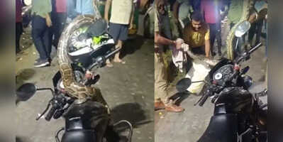 UP ग्रेनो में ट्रक से निकल आया मोटा अजगर तो मची अफरा-तफरी जान जोखिम में डाल चौकी इंजार्ज करने लगे काबू देखें- VIDEO