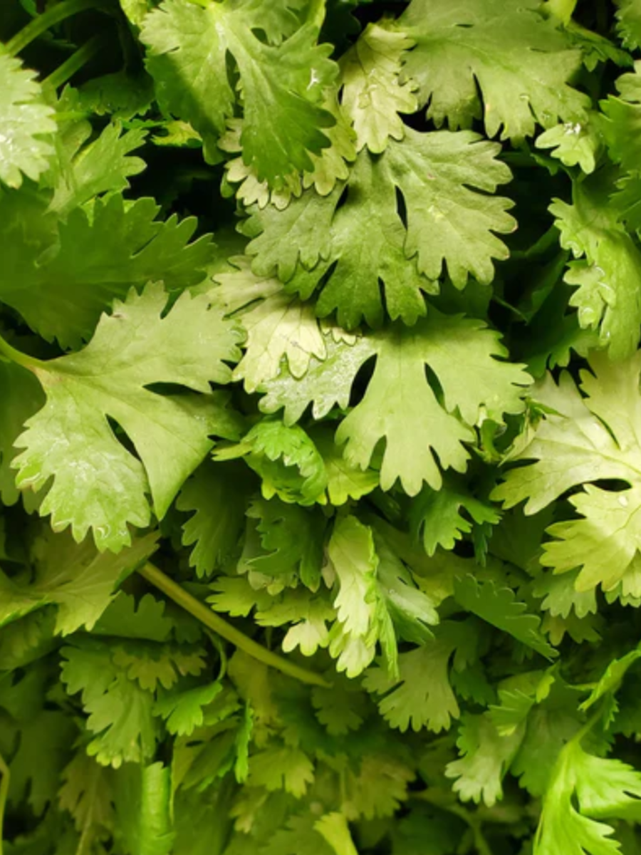 kitchen tips hacks coriander leaves storage tips कोथिंबीर अशा प्रकारे