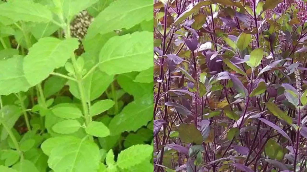 rama tulsi or shayma tulsi