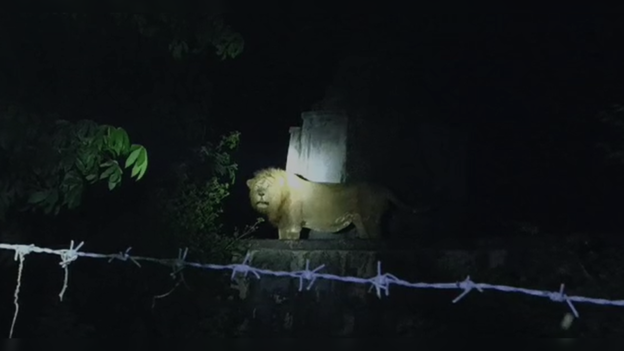 Pack of Lion in Gujarat Village