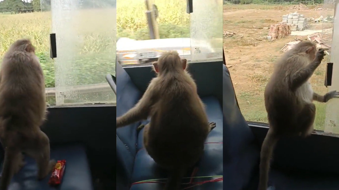 Monkey Sitting on Window Seat Viral Video