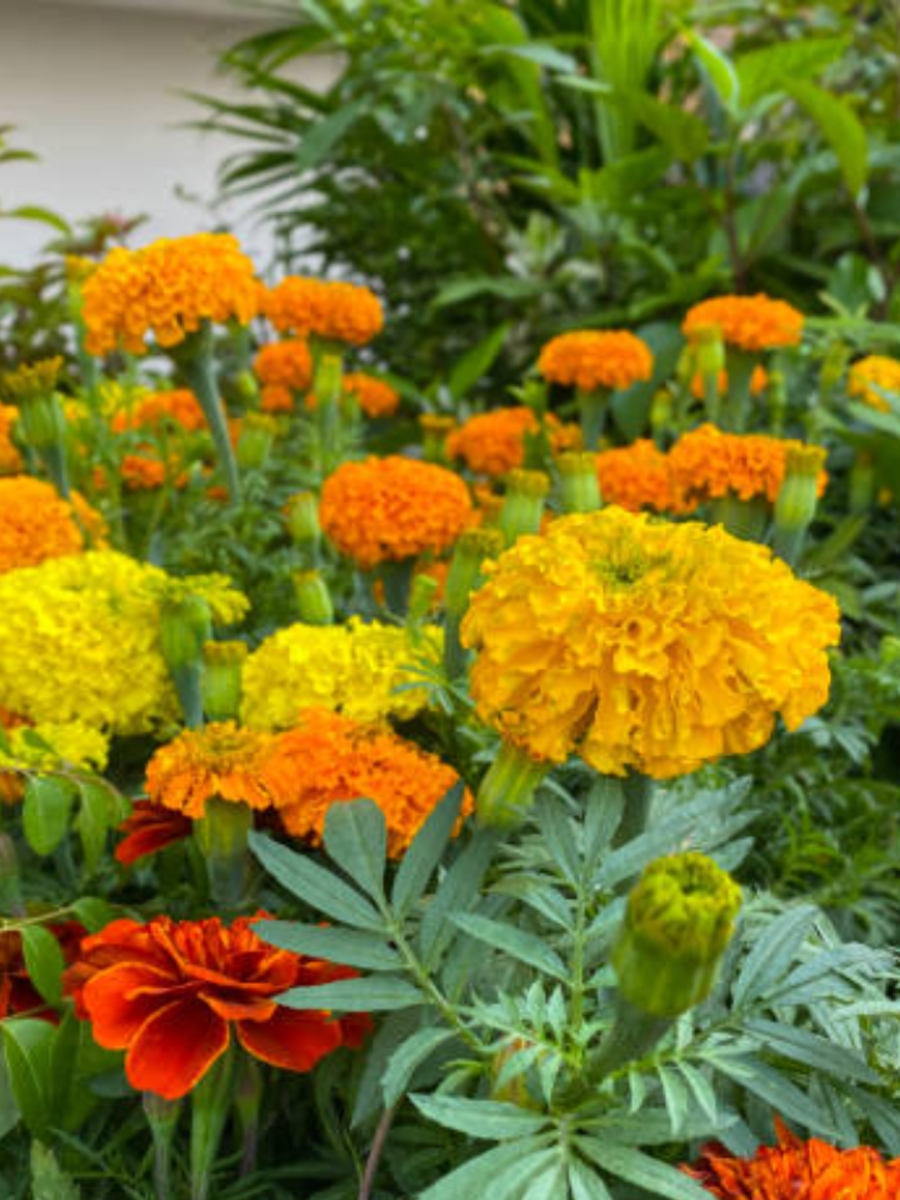 flowers-city-of-india-india-s-flowers-city-flower-city-in-india