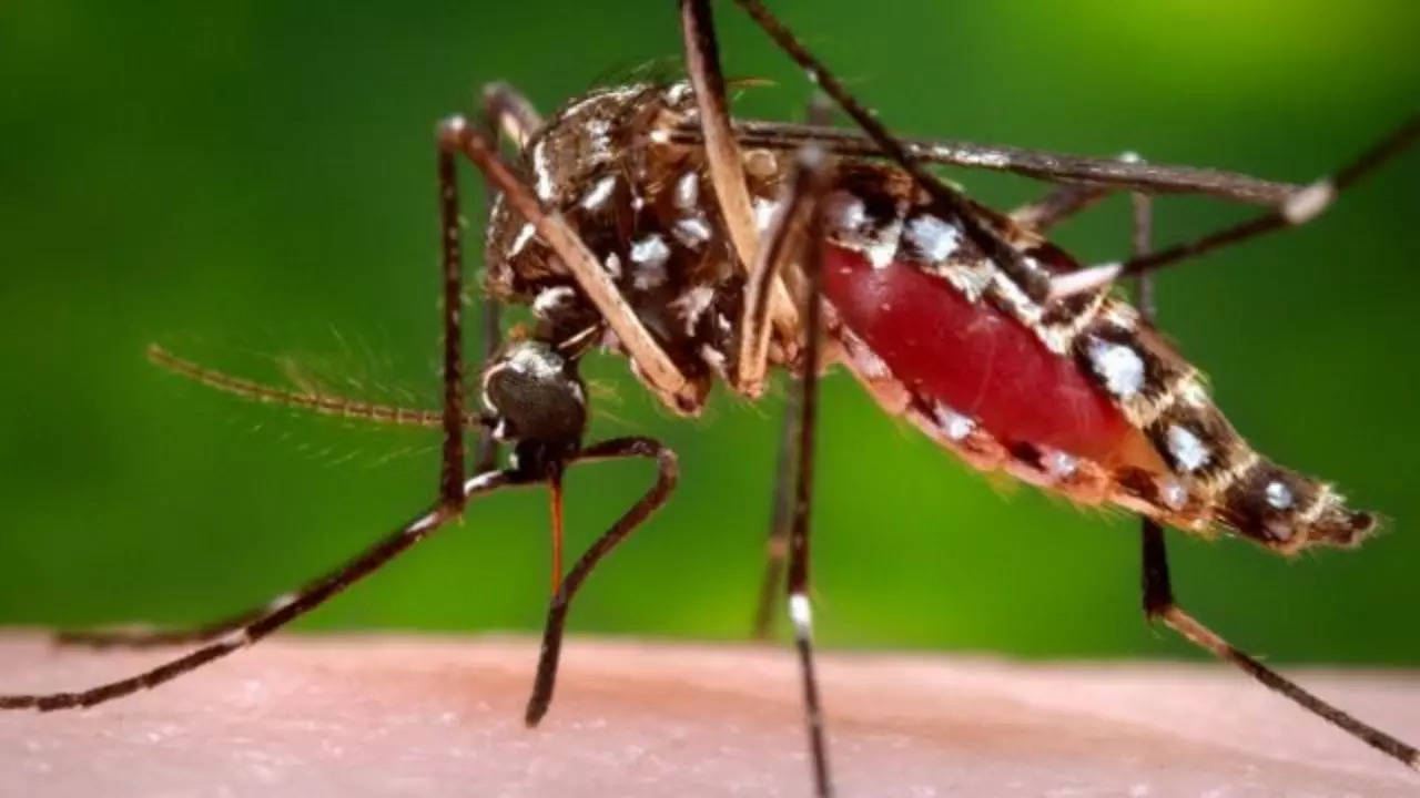 Chikungunya Patient increasing