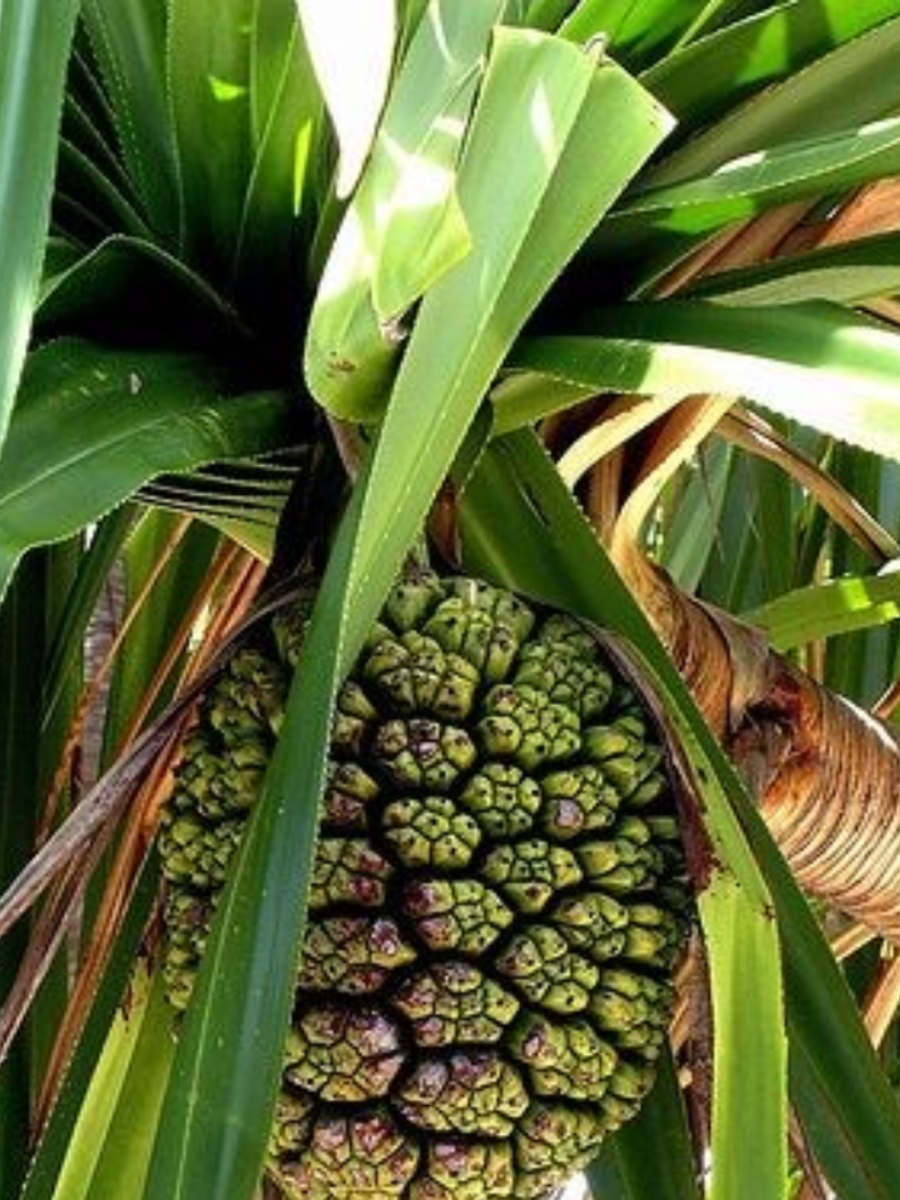 Which Flower Is The King Of Fragrance, King of Flowers Flowers King