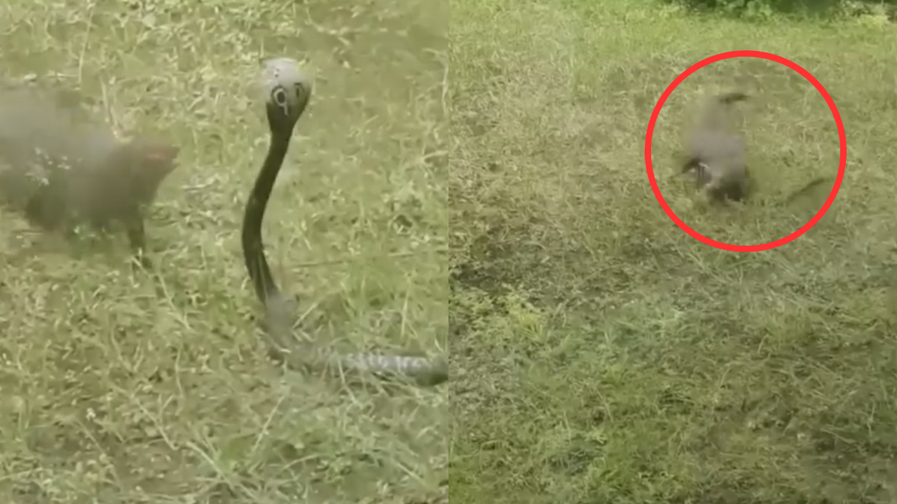 Snake And Mangoose Viral Video